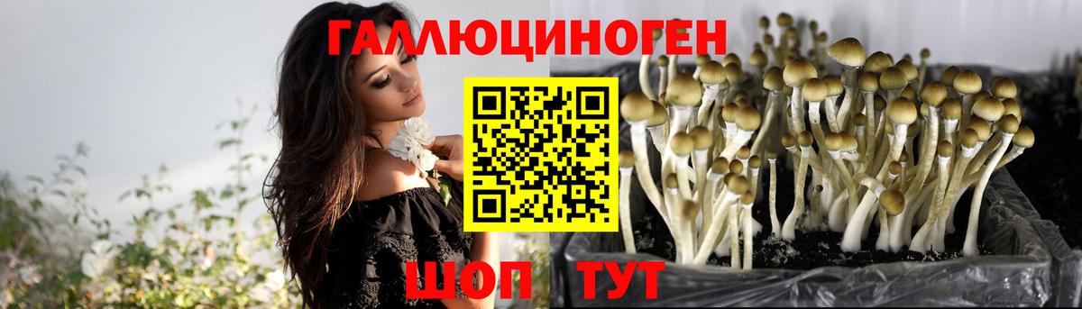 Галлюциногенные грибы Psilocybine cubensis Железноводск